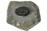 Detailed Gerastos Trilobite Fossil - Morocco #347353-1